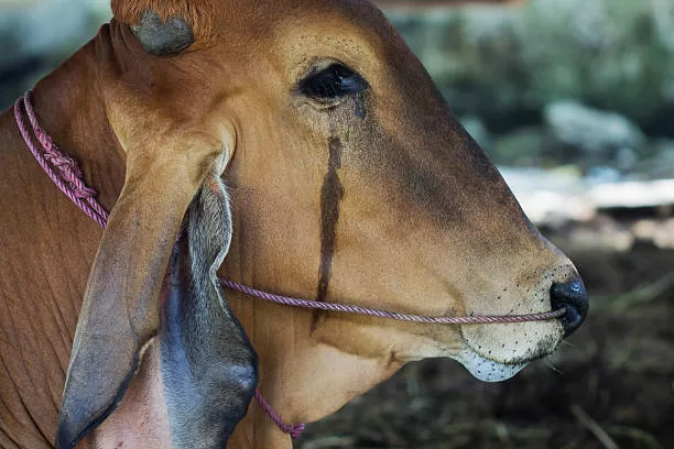  ಯಾವುದೆಲ್ಲ ಯೋಜನೆಗಳು ಬ್ಯಾನ್!