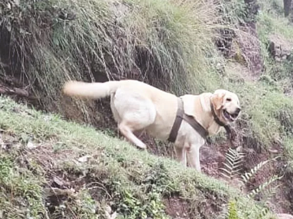  ಯೋಧರ ರಕ್ಷಣೆಗಾಗಿ ಪ್ರಾಣ ತ್ಯಾಗ ಮಾಡಿದ ಸೇನಾ ಶ್ವಾನ ಕೆಂಟ್