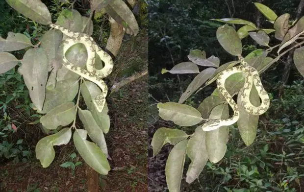  ಅಪರೂಪದ ಬ್ಯಾಂಬೋ ಪಿಟ್ ವೈಫರ್ ಹಾವು ಪತ್ತೆ