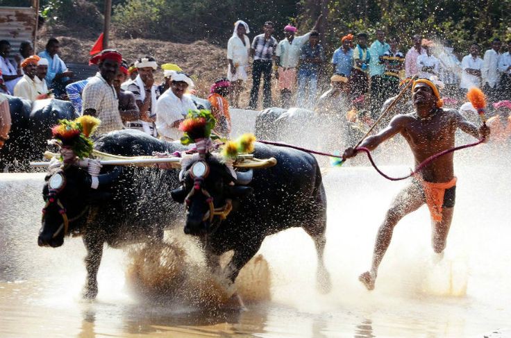  ಬೆಂಗಳೂರು ಕಂಬಳ ಈ ಬಾರಿ ಅನುಮಾನ: